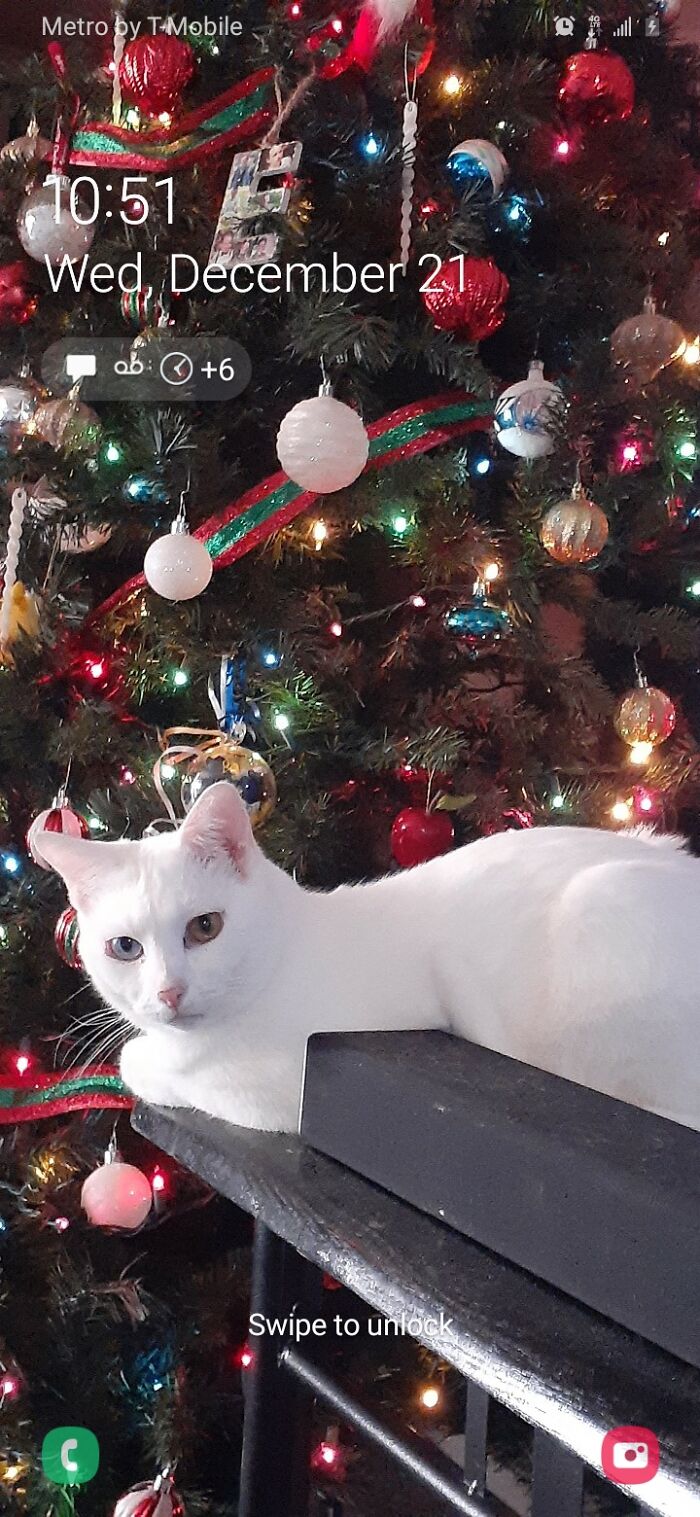 I Cycle Through My Pets Each Month, December Belongs To Toph