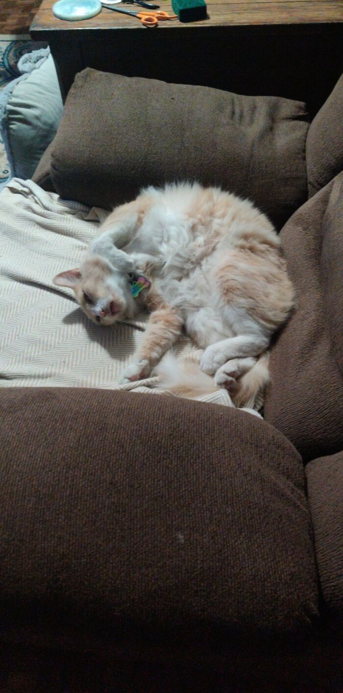 I Sleep How I Want Hooman