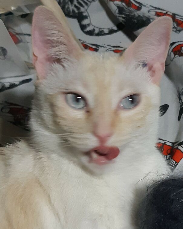 A Creepy Photo Of My Usually Photogenic Cat Sunny