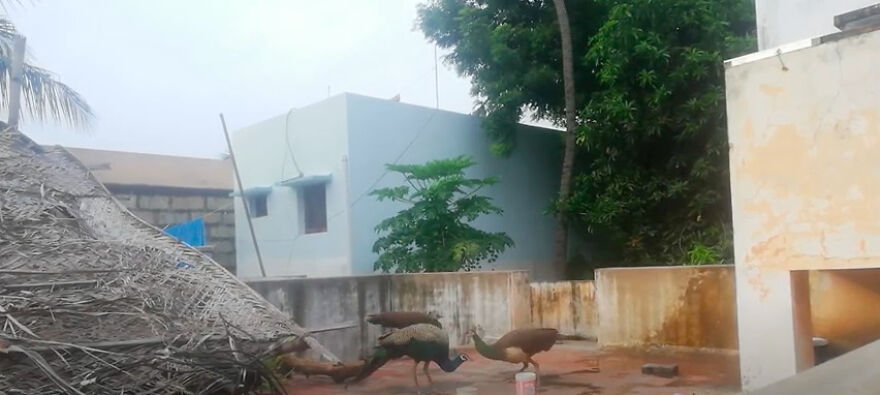 This Beautiful Peacock Is Having The Best Time Eating Grains! Watch As It Enjoys Every Bite!