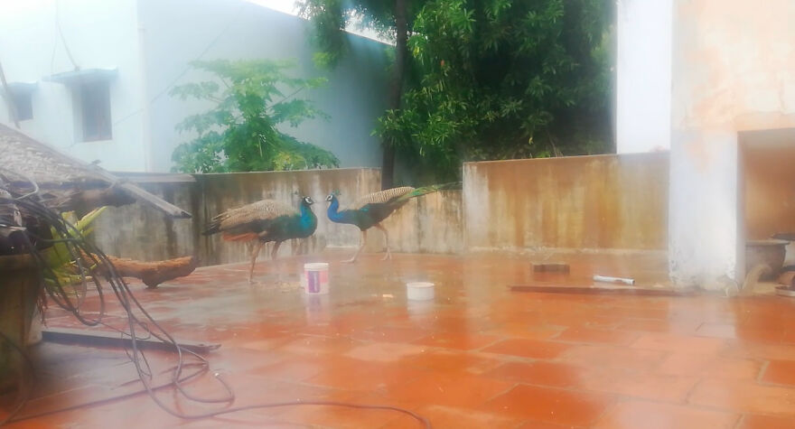 This Beautiful Peacock Is Having The Best Time Eating Grains! Watch As It Enjoys Every Bite!