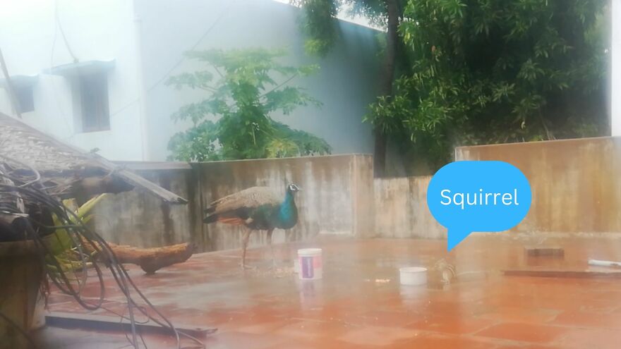 This Beautiful Peacock Is Having The Best Time Eating Grains! Watch As It Enjoys Every Bite!