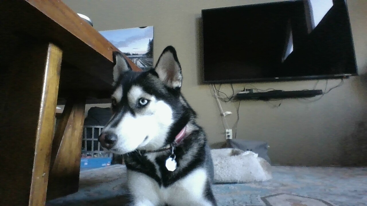 Try And Draw This Dog And Post It Here.