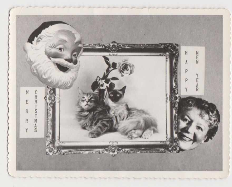 Christmas Cats