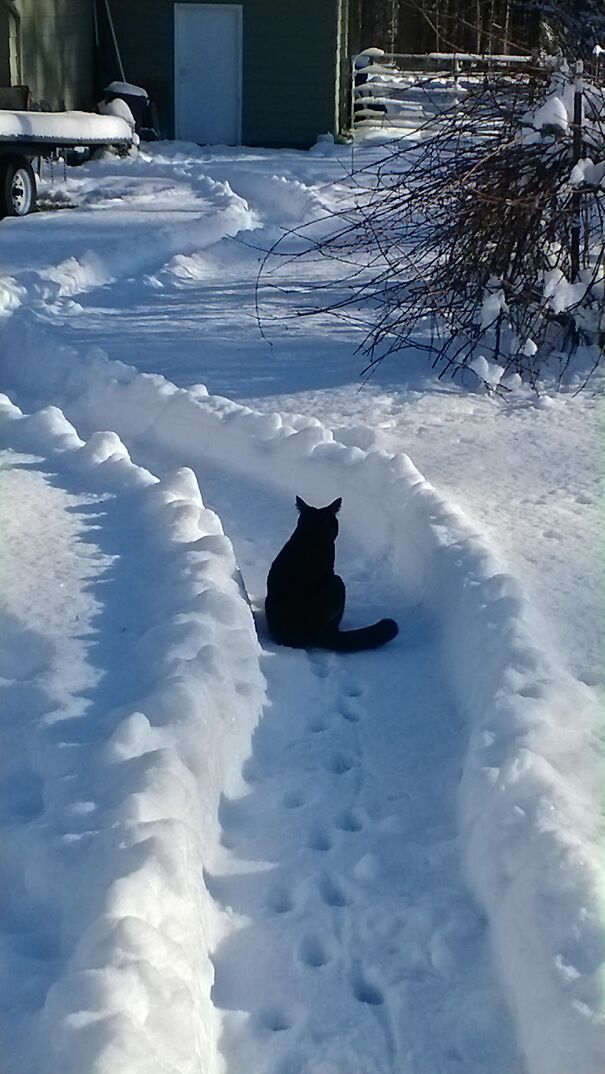 Had To Drag Firewood. He Waited For A Path!
