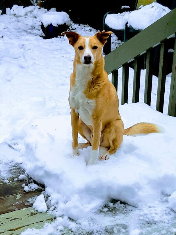 Our Very Good Boy Willie, Much Missed