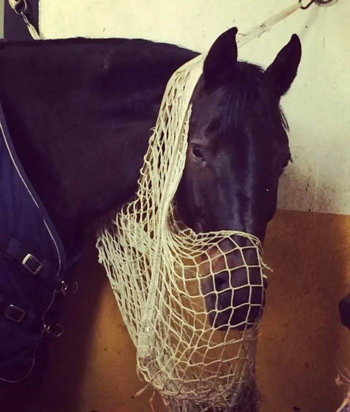 Guy Demands Girlfriend Put Down Her Horse Because He Thinks She Should &ldquo;Prioritize Their Relationship&rdquo;