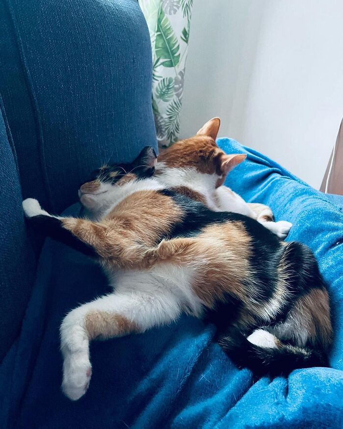 Accidental-Surrealism