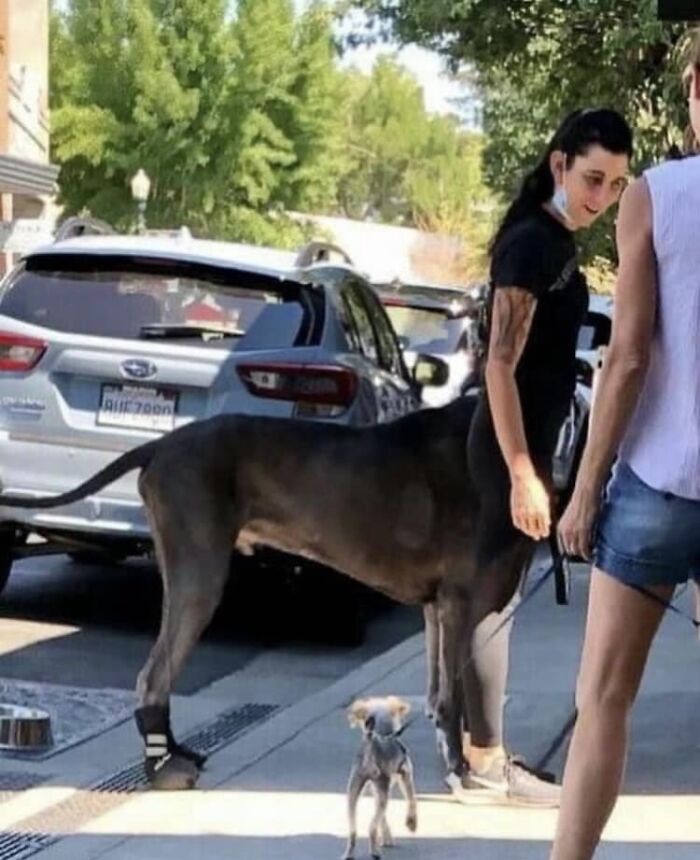 Accidental-Surrealism