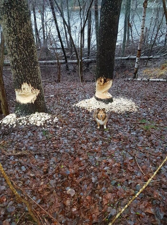 Accidental-Surrealism