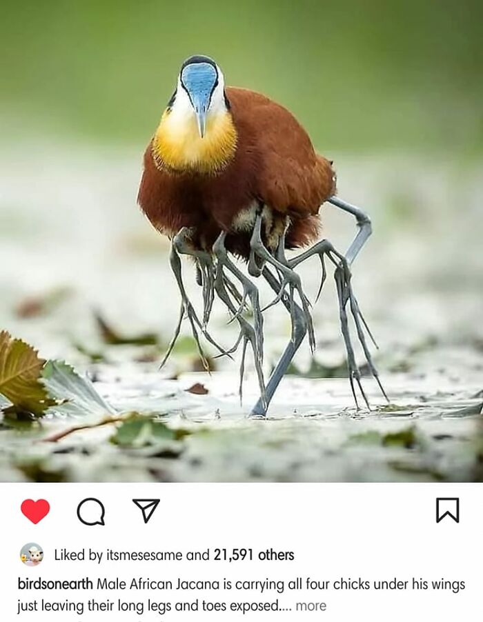 Accidental-Surrealism