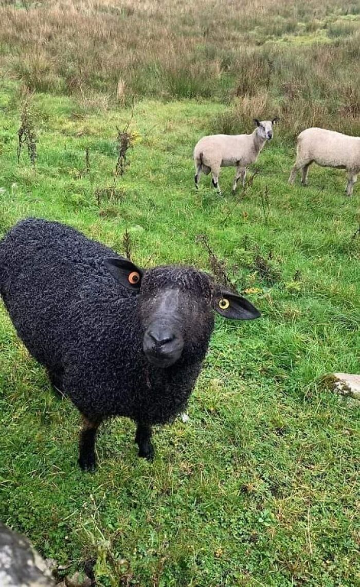 Accidental-Surrealism