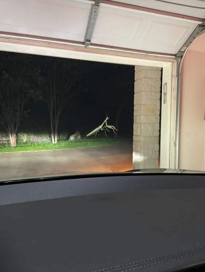 Accidental-Surrealism