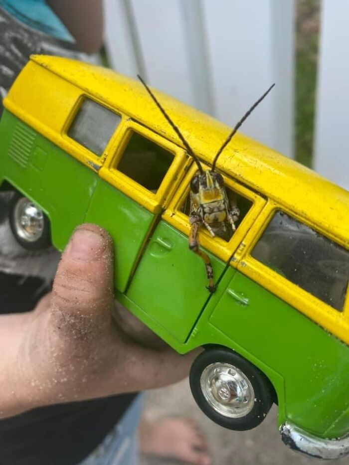 Accidental-Surrealism