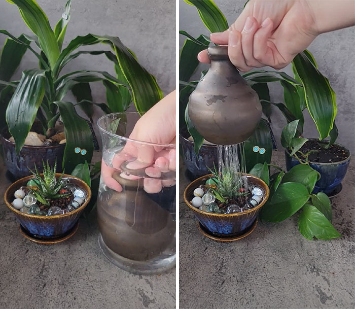 #wateringbellwednesday