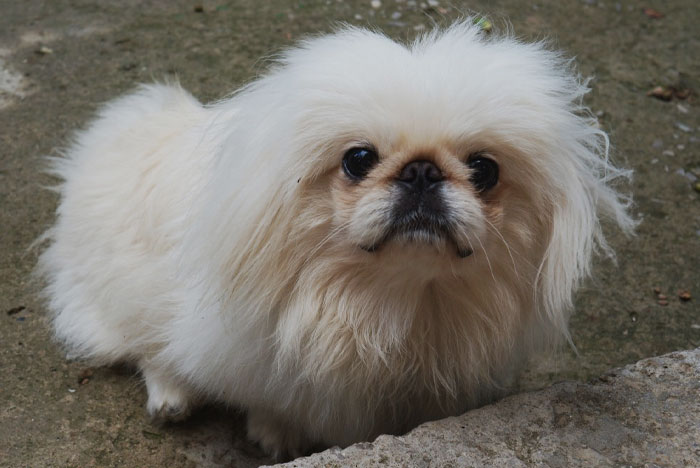 Japanese Chin sitting on the ground 