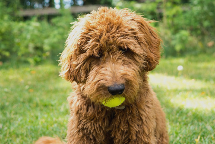 Barbet holding a ball 