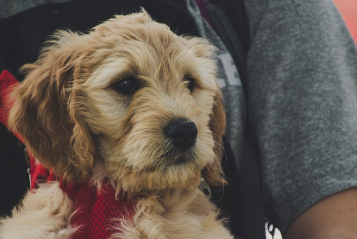 Person holding Basset Fauve De Bretagne 