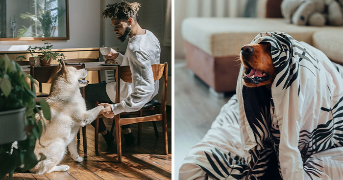 41 Best Apartment Dogs That Adapt Well To City Living