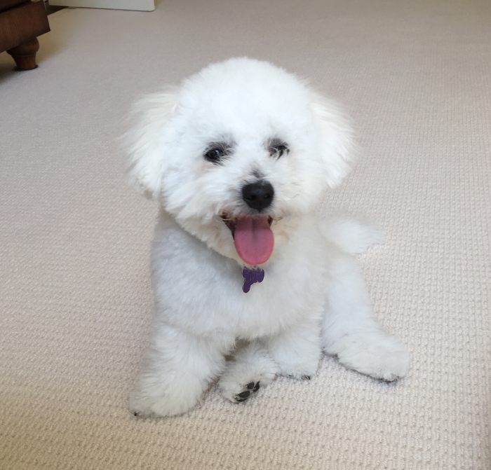 Bichon Frise