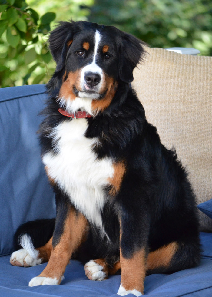 Bernese Mountain Dog