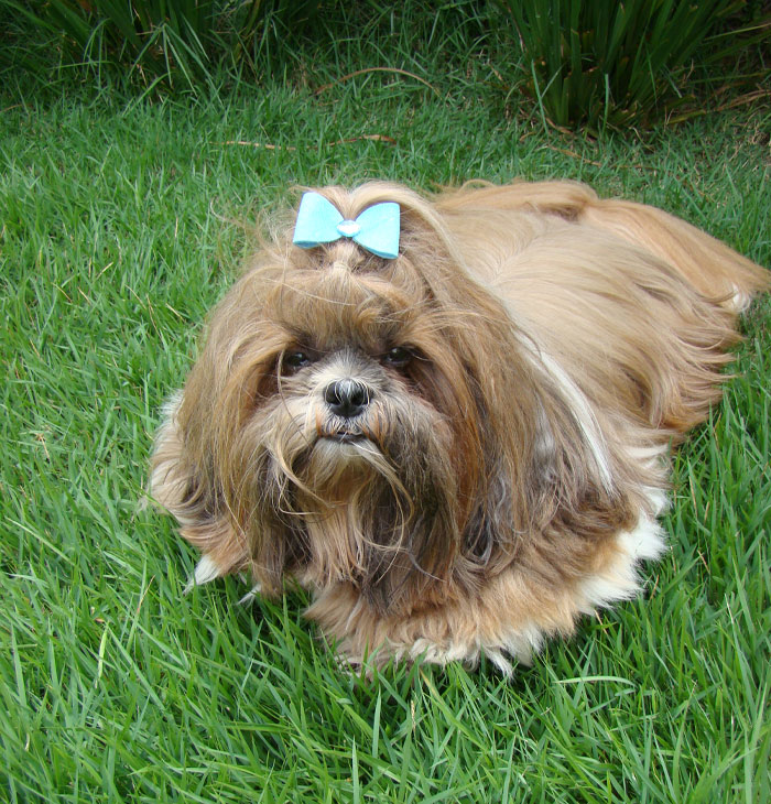 Shih Tzu