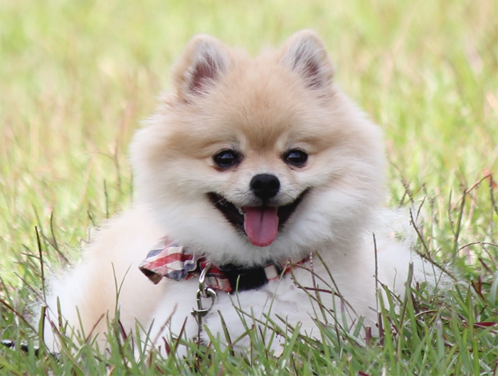 Pomeranian