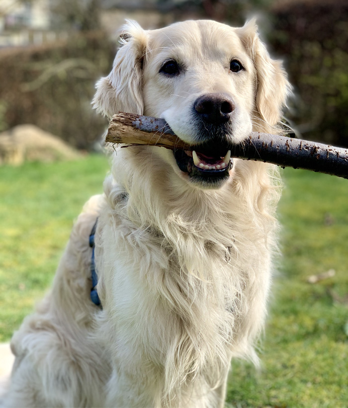 Golden Retriever