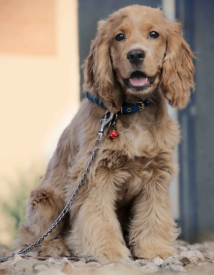 Cocker Spaniel
