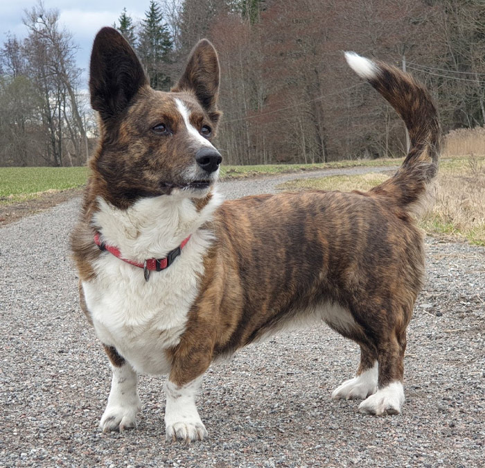Cardigan Welsh Corgi