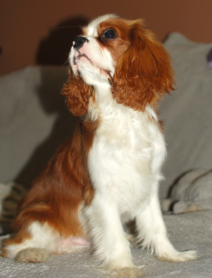 Cavalier King Charles Spaniel