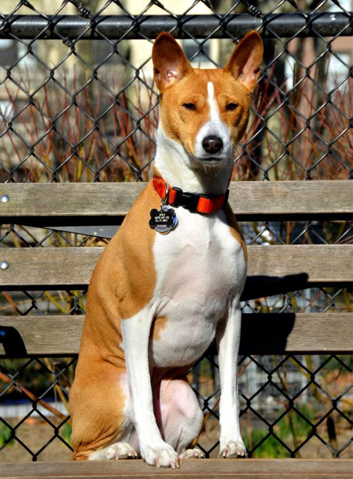 Basenji