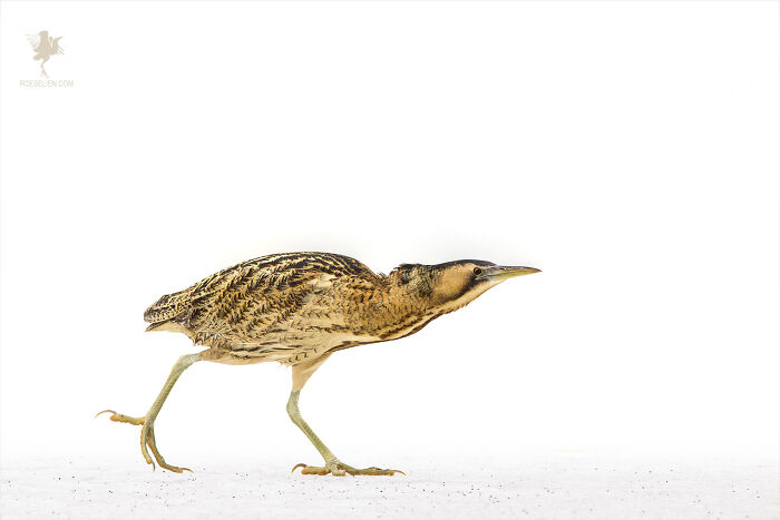 Ministry Of Silly Walks