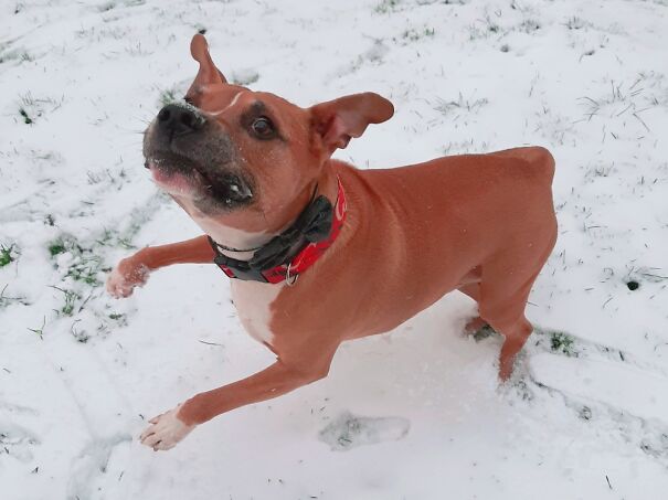 He Loves Snow And Chasing Snowballs, But He Doesn't Understand Where They Go When They Land