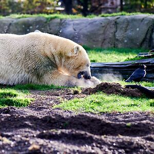 danilschuiling avatar