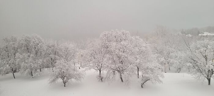 Last Week From My Living Room Window. Montreal Quebec