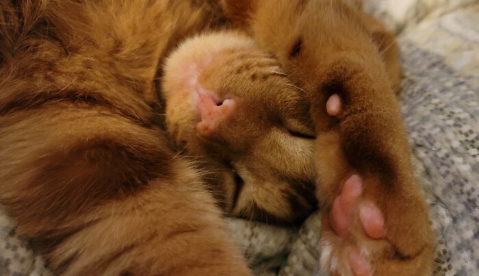 Dad's Sleepy Ginger Boy, Magnus Moose!