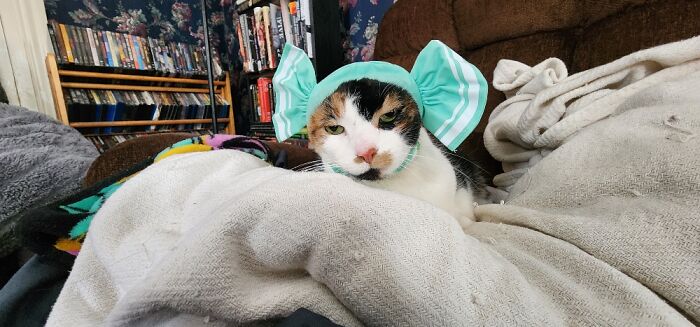 Miss Kitty In The Mystery Cat Hat Box I Got