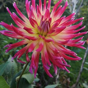 annetbraggion-kocx avatar