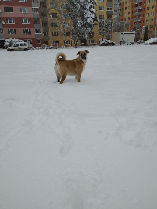 Enjoying The First Snow