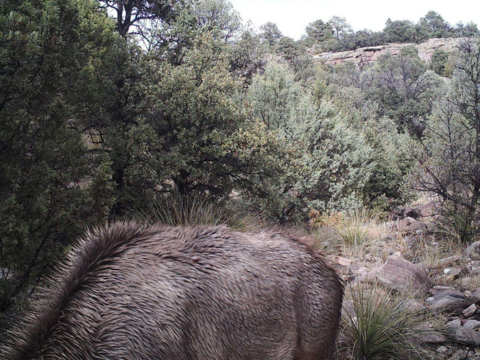 A perfectly camouflaged animal blending into a rocky, forested landscape, illustrating natural camouflage.