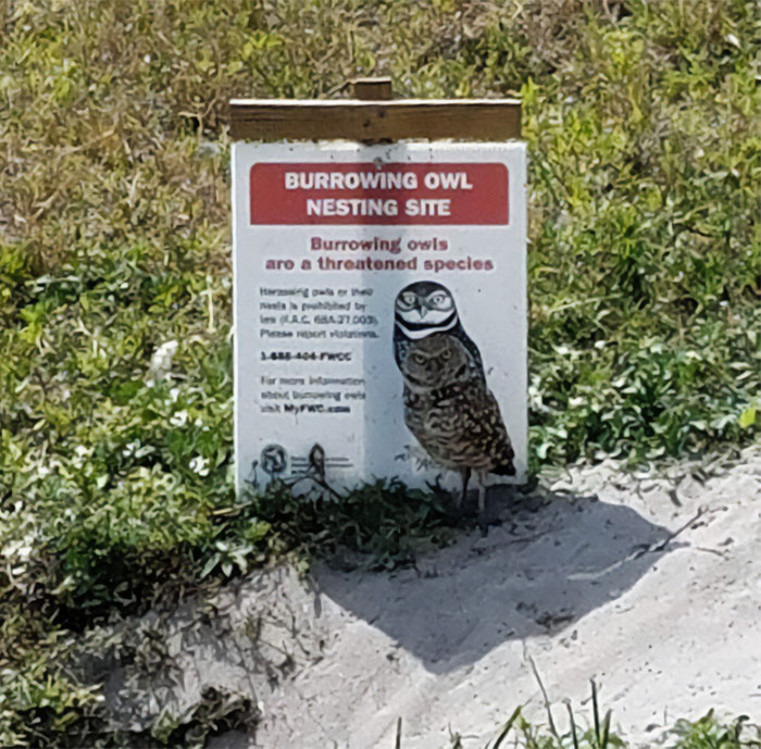 Burrowing owl camouflaged blending in front of nesting site sign in grassy area under sunlight, hard to spot at first glance.