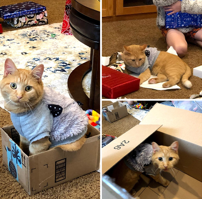 Merry Christmas To All The Cats That Got Empty Boxes This Year!