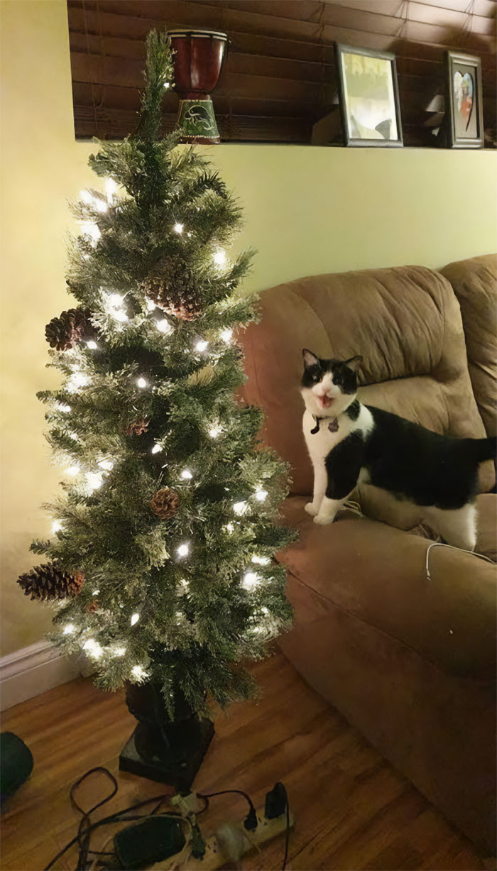 My Cat's Reaction To Seeing A Christmas Tree Plugged In For The First Time