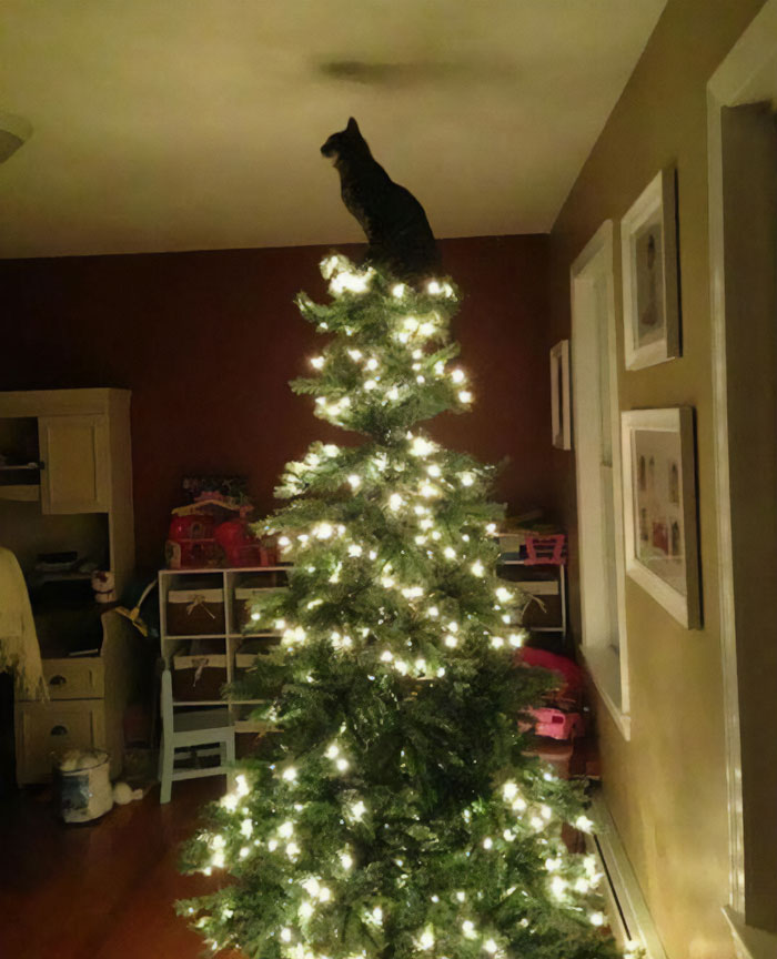 Cats Are Always The Stars