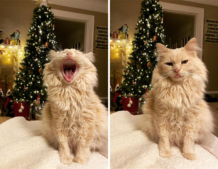 Buford Had To Show Off His Best Christmas Looks