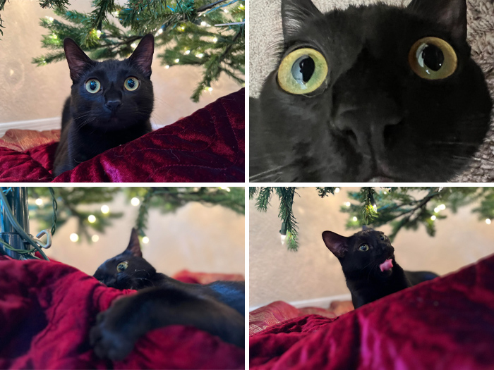 I Just Wanted One Decent Christmas Picture