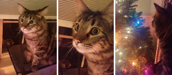 Dunkel Absolutely Adores The Christmas Tree. He Stared At It In Awe For 30 Minutes Straight Last Night