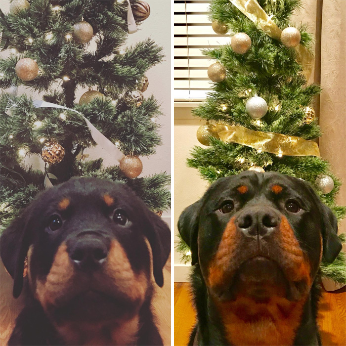 My 1 Year Older Christmas Pup