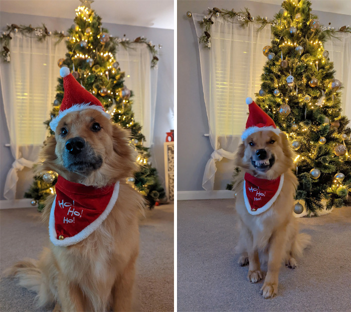 Our 5 Year Old Rescue, Sam, Looking Forward To Spending His First Christmas In His Forever Home